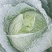 棉花白