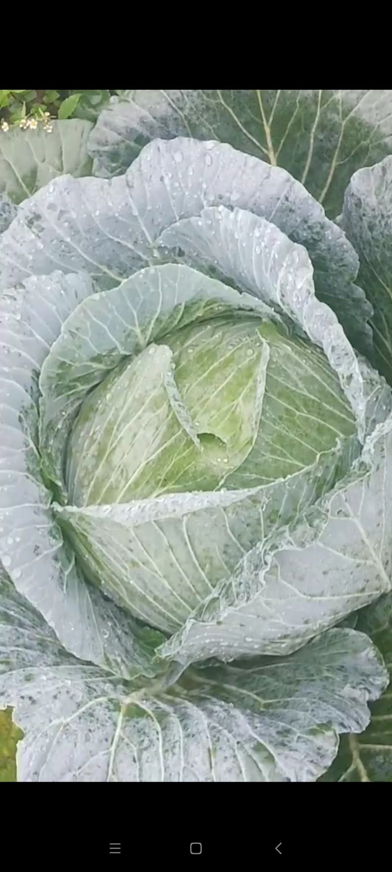棉花白