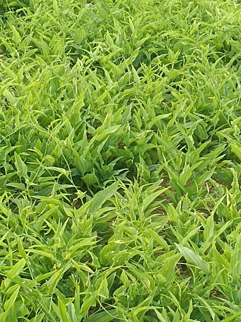 百部苗，黄柏苗，山苍子苗