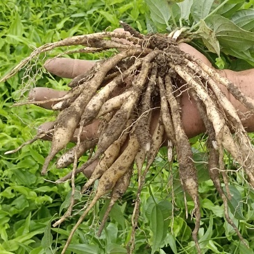 百部苗，黄柏苗，山苍子苗