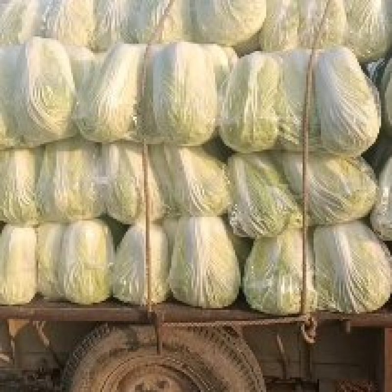安徽蚌埠怀远县，大量上市，