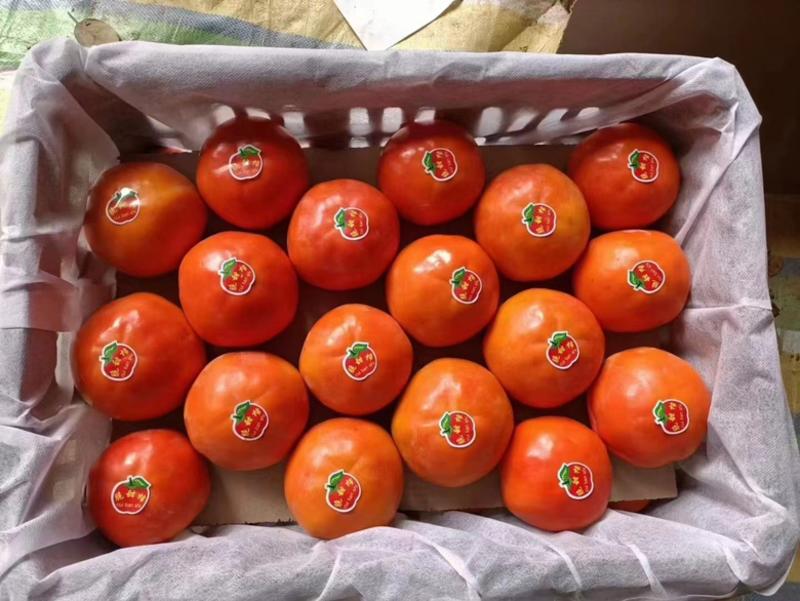 【柿子】陕西阳丰甜柿脆柿巧克力脆柿大量上市现摘现发