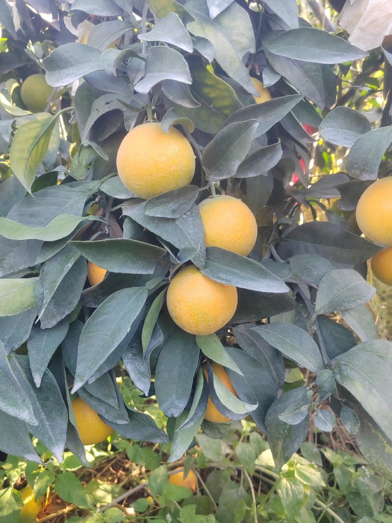 广西桂林爱媛果冻橙产地供应对接商超、市场外贸量大从优