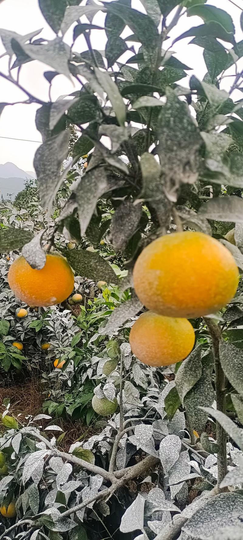 广西桂林爱媛果冻橙产地供应对接商超、市场外贸量大从优