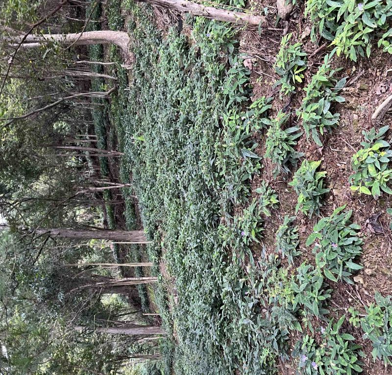 土太子参产地直发品质好需要的电话联系
