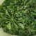 2025年秋季新鲜荠菜！野生荠菜！货量充足！量大价优！