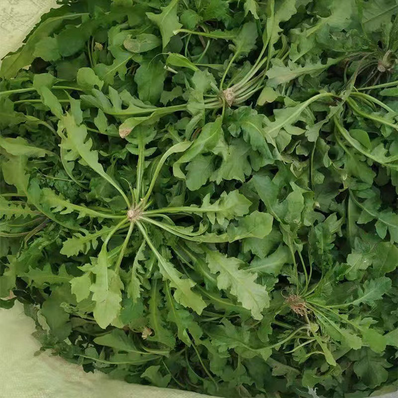 2025年秋季新鲜荠菜！野生荠菜！货量充足！量大价优！
