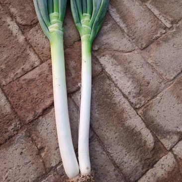 好刚葱