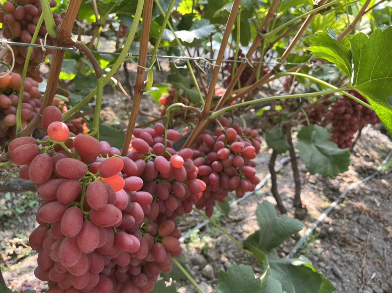 成熟的克伦生葡萄果实呈鲜艳红色,果粒饱满均匀 克伦生葡萄成熟果实特写