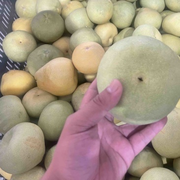 地地道道的度尾文旦柚，次果。量大价优