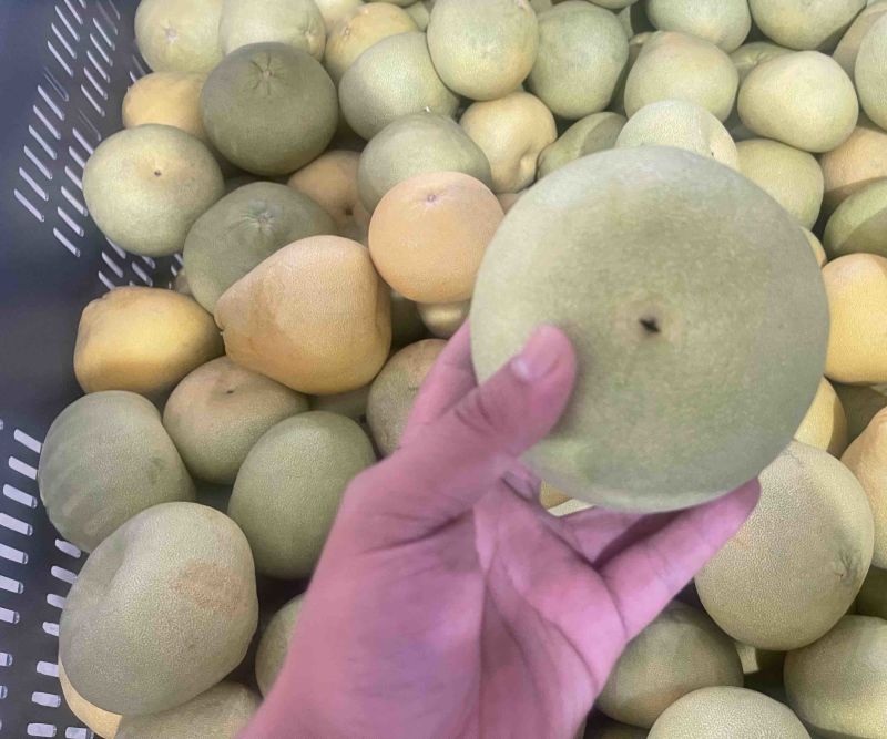 地地道道的度尾文旦柚，次果。量大价优