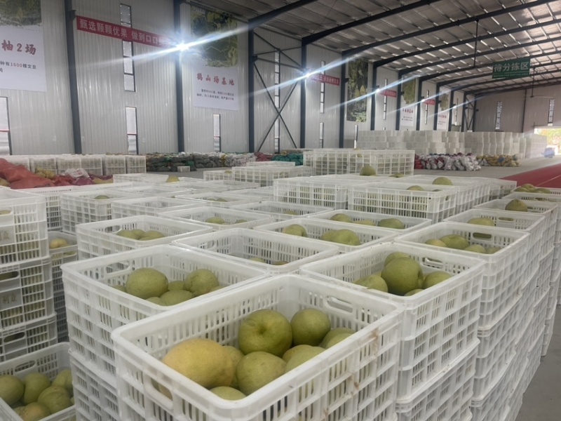 地地道道的度尾文旦柚，次果。量大价优