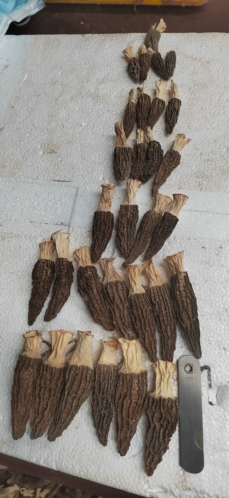 干羊肚菌精品质量，大量有货，欢迎大家来电咨询