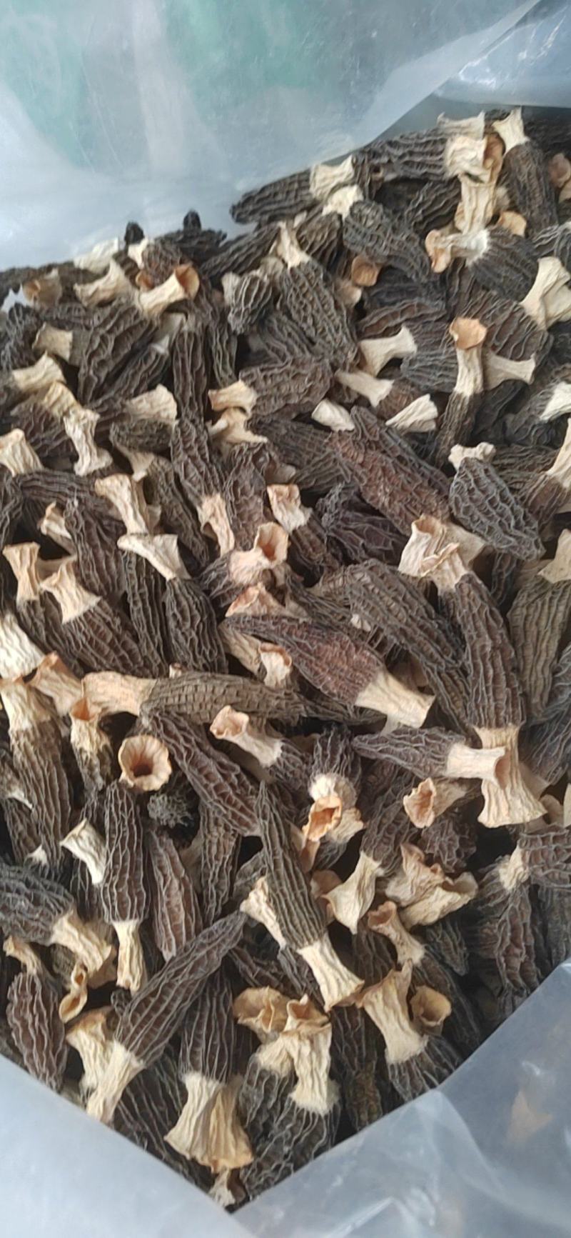 干羊肚菌精品质量，大量有货，欢迎大家来电咨询