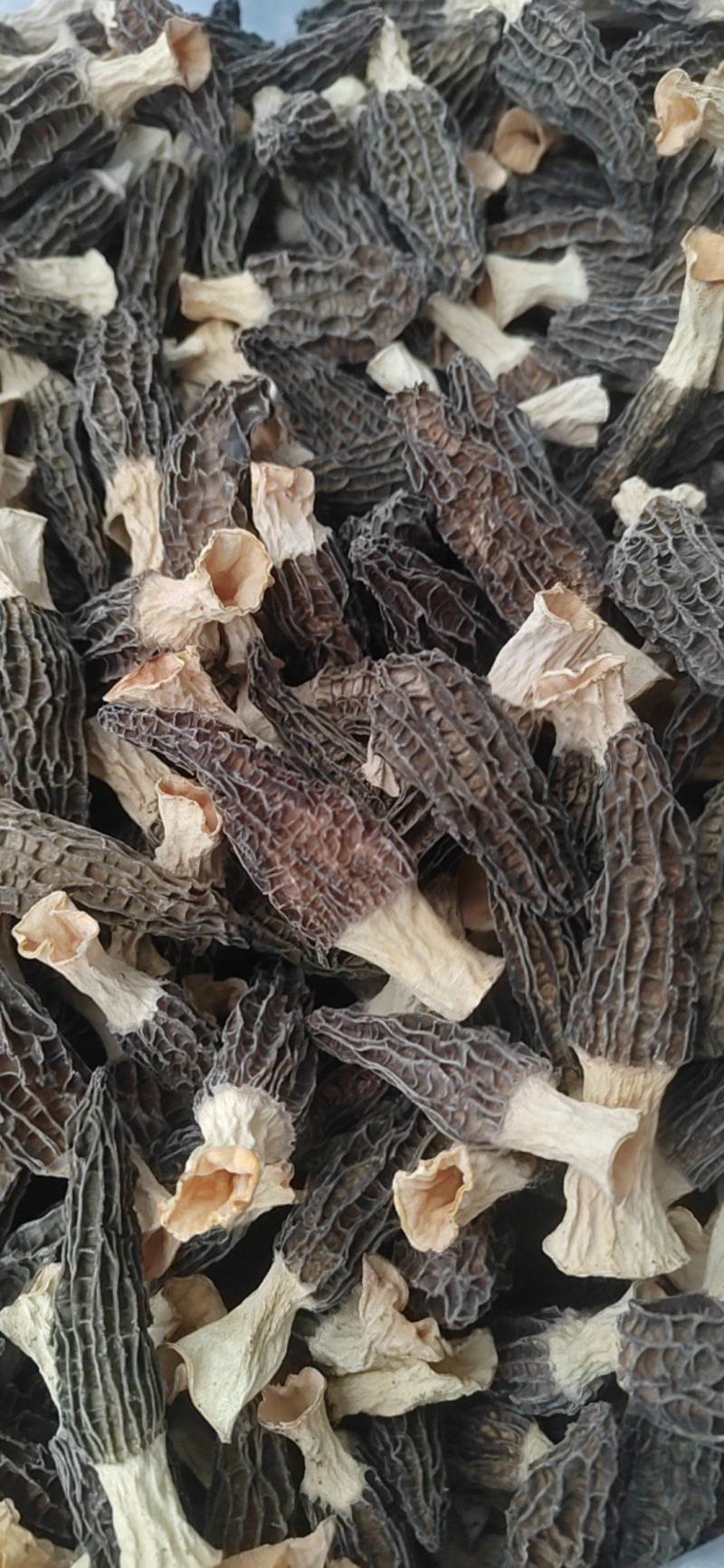 干羊肚菌精品质量，大量有货，欢迎大家来电咨询