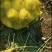 芥菜疙瘩芥菜菜头大量上市一手货源供应全国市场批发商