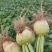 芥菜疙瘩芥菜菜头大量上市一手货源供应全国市场批发商