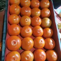西红柿，铁果，粉果大量有货，承结市场，平台！！！！！！！