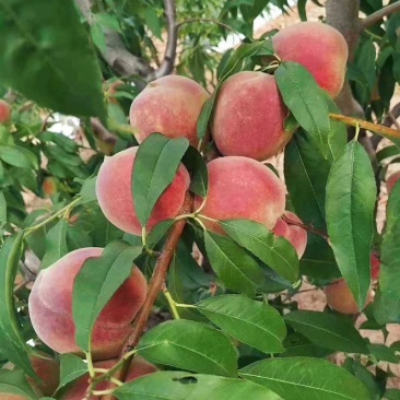 【蜜桃】青州半离核蜜桃基地大量货源一条龙发往全国可详谈