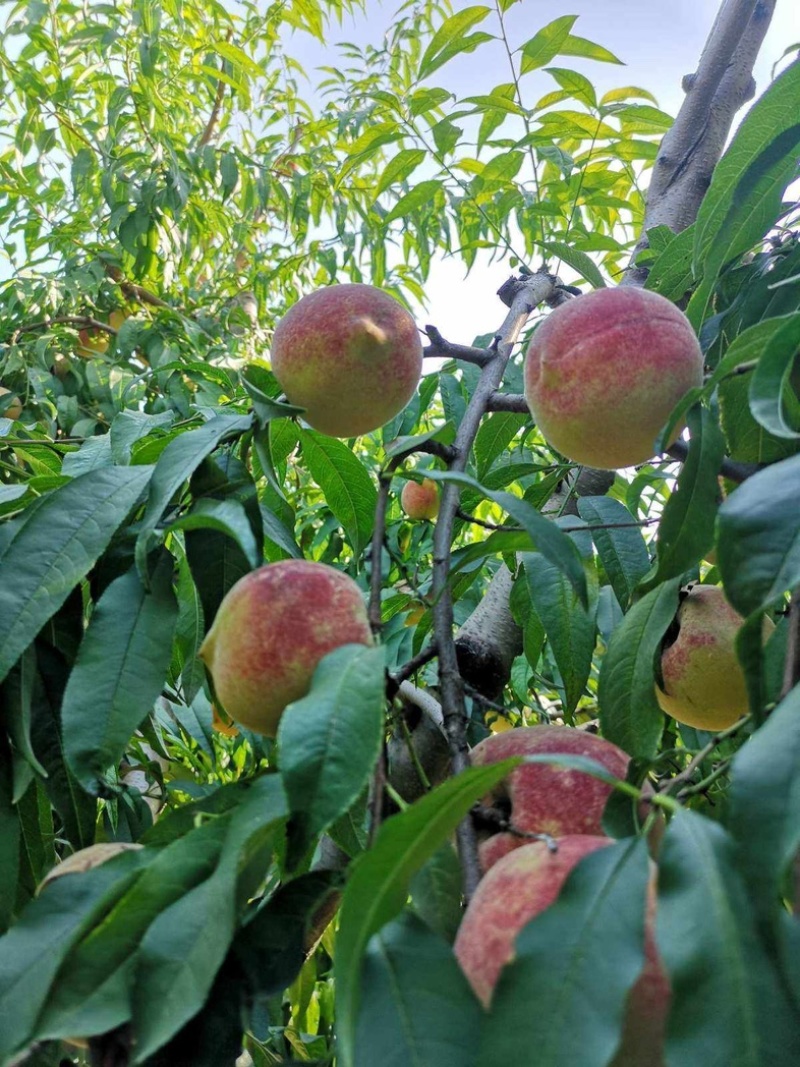 【蜜桃】青州半离核蜜桃基地大量货源一条龙发往全国可详谈