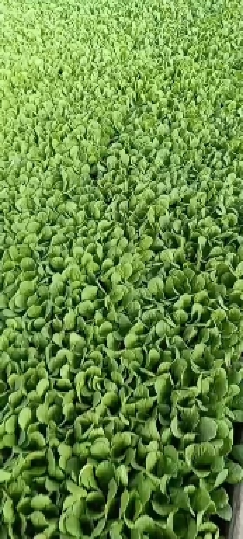 云南优质大白菜苗库存充足量大从优欢迎老板选购