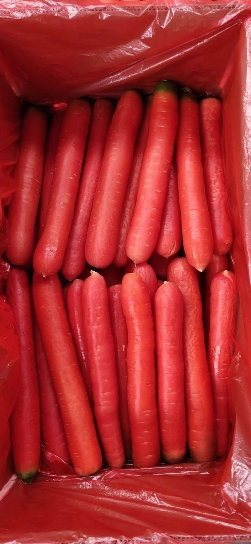 陕西胡萝卜大荔沙底红秤杆胡萝卜产地一手货源全国发货