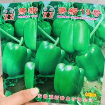 萧新19号早熟长方灯笼型甜椒种子翠绿大果甜椒种子口味甘甜
