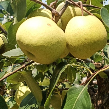 我卖砀山梨，红富士苹果，