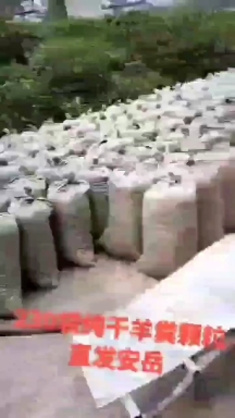 发醇羊粪纯羊粪干羊粪颗粒状！要买速快！四川资阳