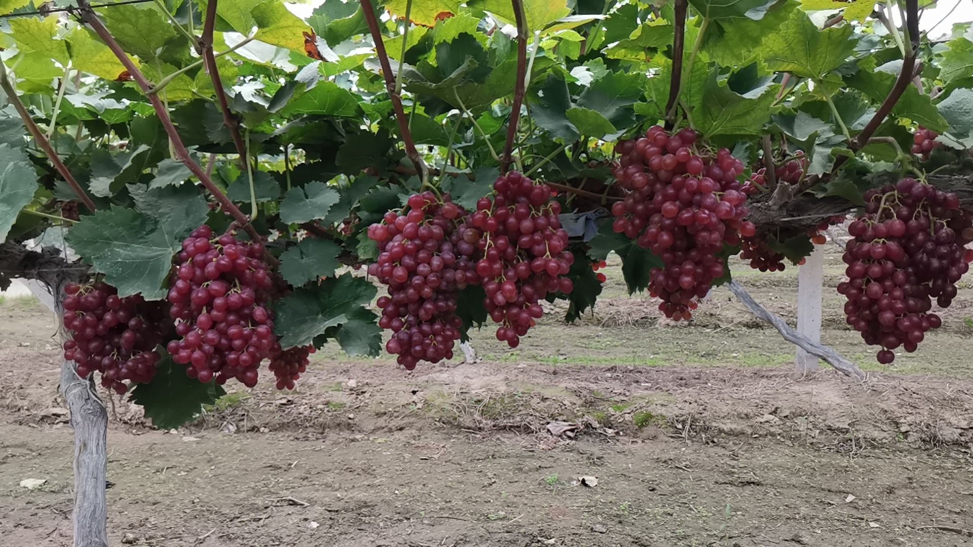 红提果园实景图,展示红提在自然环境中生长的状态 红提果园实景图