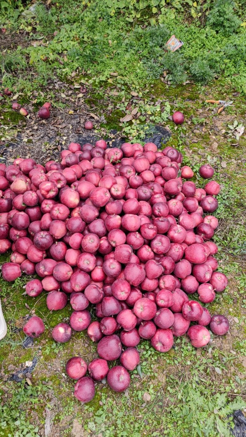 甘肃庄浪平果