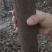 香樟树出售