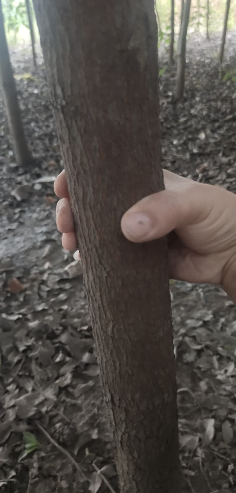 香樟树出售