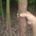 香樟树出售