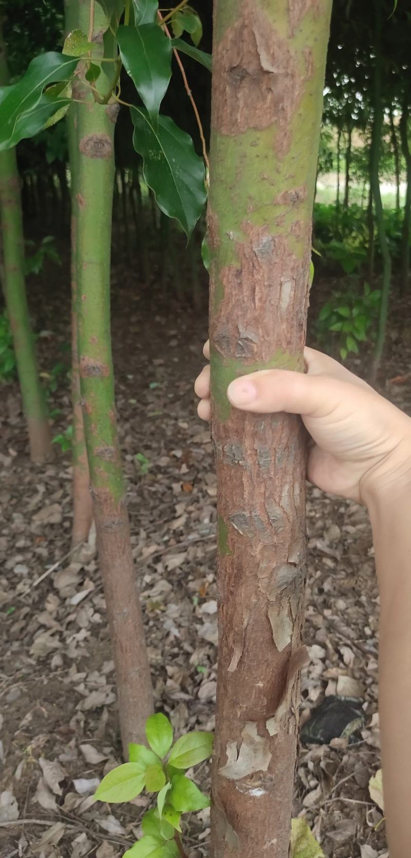 香樟树出售