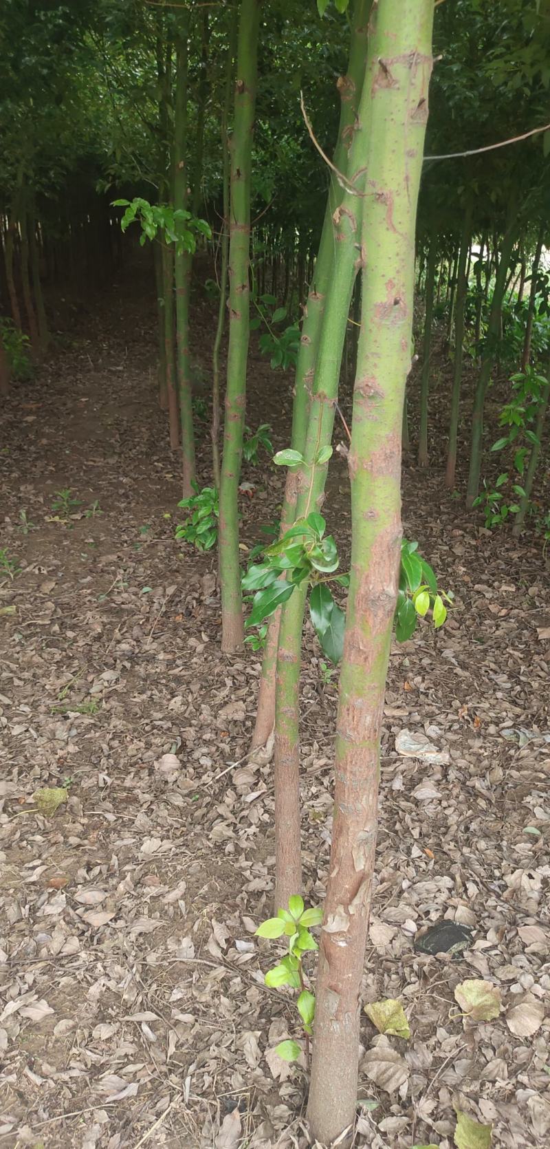 香樟树出售