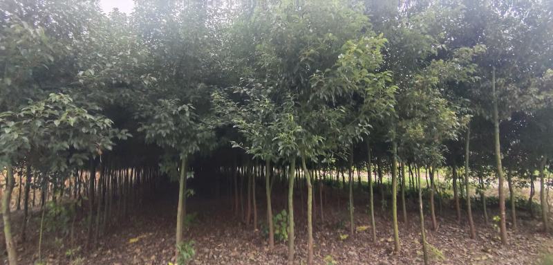 香樟树出售