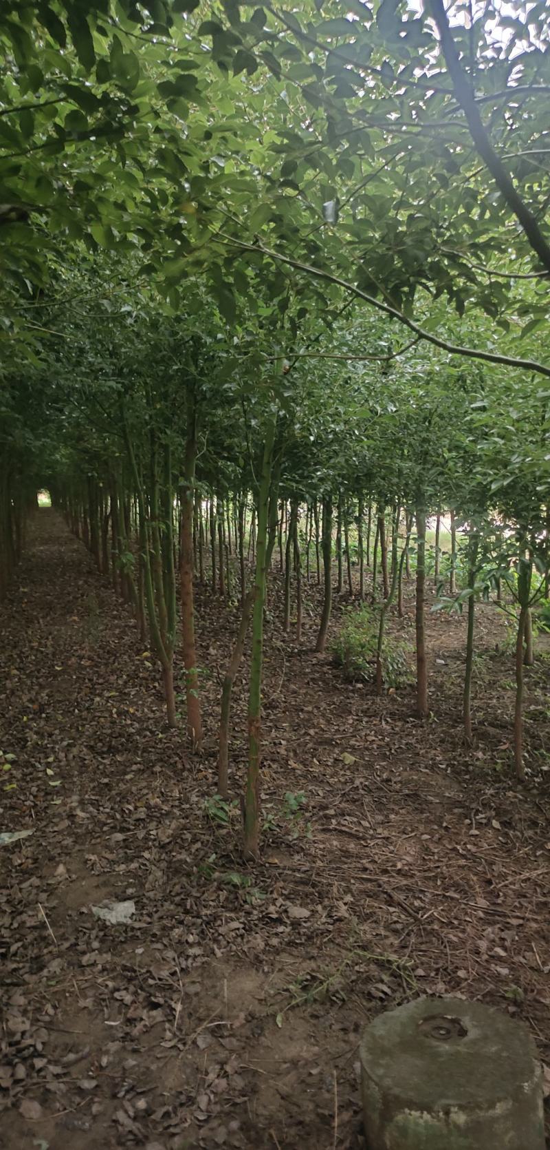 香樟树出售