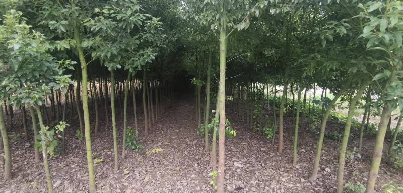 香樟树出售