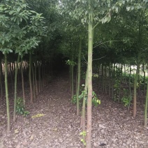 香樟树出售