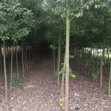 香樟树出售