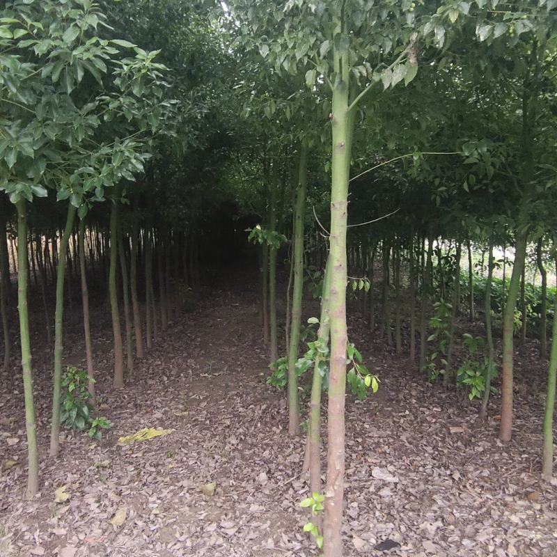 香樟树出售