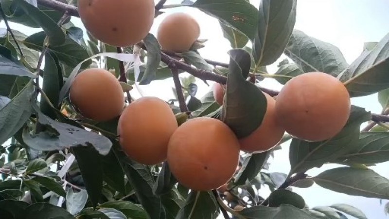 火葫芦柿子口感细腻，甜蜜，现在上市中欢迎新老客户洽谈合作