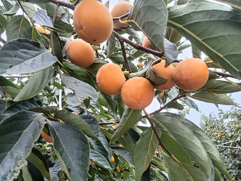 火葫芦柿子口感细腻，甜蜜，现在上市中欢迎新老客户洽谈合作