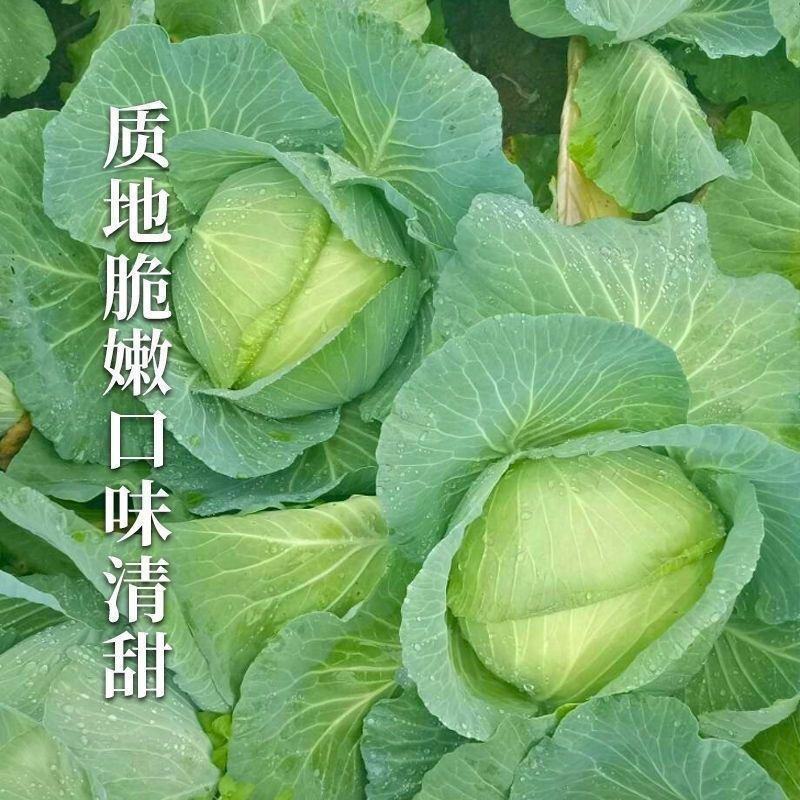 京丰一号甘蓝种子高产秋播阳台蔬菜种孑包菜种子农家菜园卷心