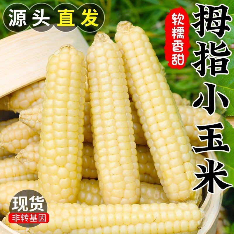 拇指玉米一件代发电商直播一件代发代加工全年有货