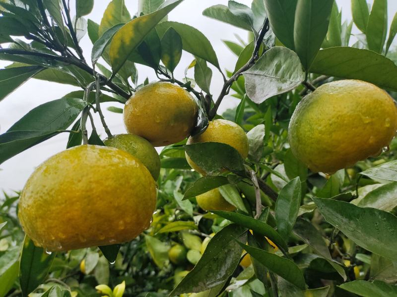 四川资阳市蜜橘，皮薄，口感现在纯甜！无踩果得。金品包装打