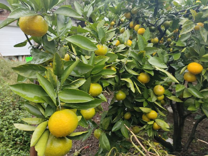 四川资阳市蜜橘，皮薄，口感现在纯甜！无踩果得。金品包装打