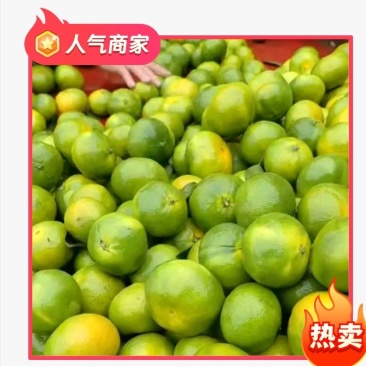 四川省资阳【普早】蜜橘，汁多皮薄，口感好，接各大电商部