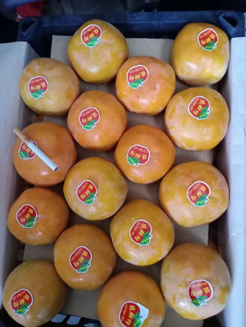 阳丰柿子，阳丰甜柿次郎甜柿，精品甜柿子柿子产地直